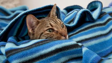Pets quentinhos: cidade do litoral de SP promove campanha inédita de inverno voltada a animais vulneráveis