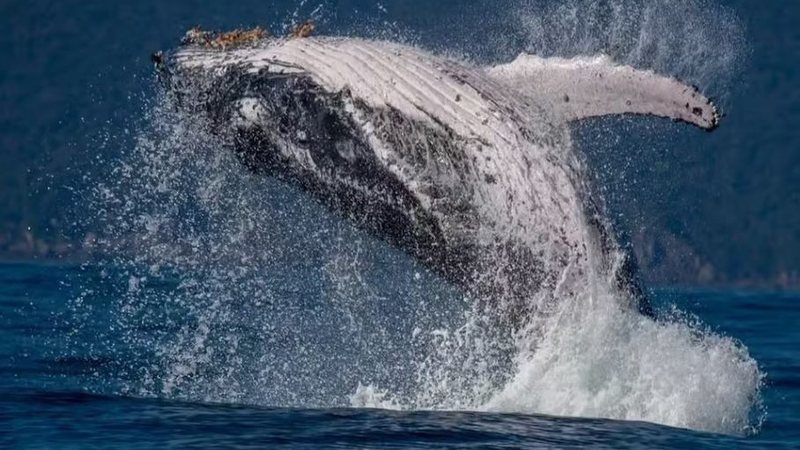 Quer ver baleias de perto? Ilhabela já iniciou a temporada de avistamento