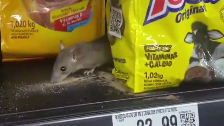 Cena registrada por cliente mostra rato sobre prateleira com produtos alimentícios em mercado