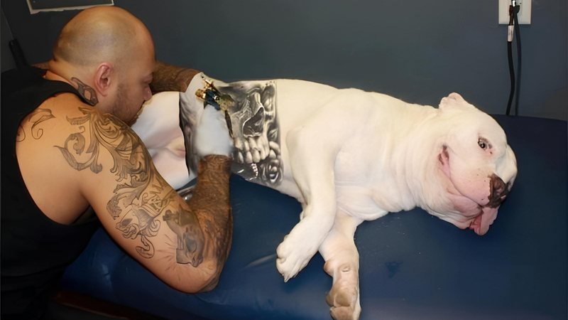 sancionada-lei-que-proibe-tatuagens-e-piercings-em-caes-e-gatos