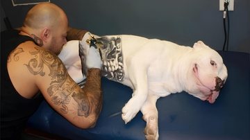 sancionada-lei-que-proibe-tatuagens-e-piercings-em-caes-e-gatos