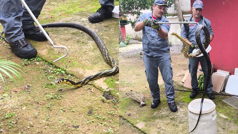 Serpente de grande porte visita quintal de residência no litoral de SP; vídeos