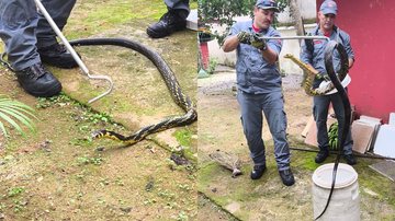 Serpente de grande porte visita quintal de residência no litoral de SP; vídeos