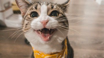 Seu gato te ama? Veja o sinal mais sutil que revela isso