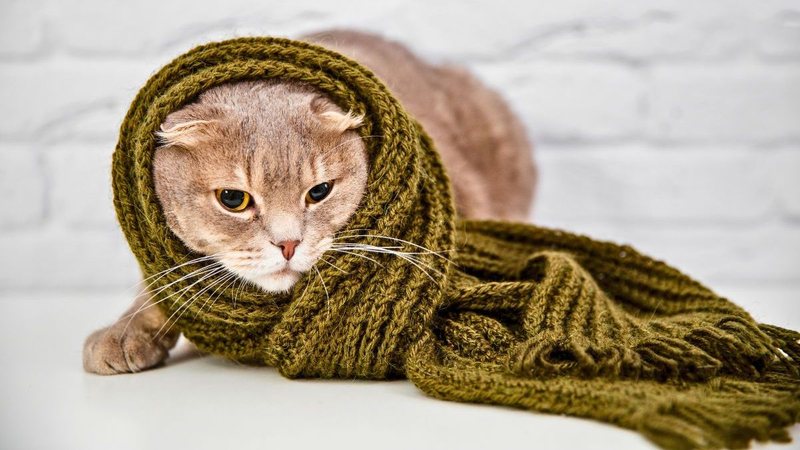 Gato com cachecol