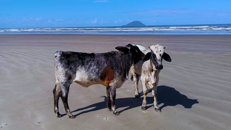 Vacas aproveitam solzinho de outono e passeiam em praia do litoral de SP