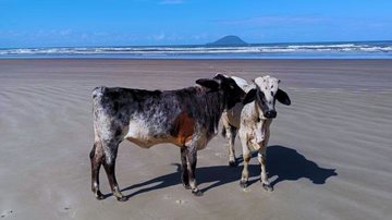 Vacas aproveitam solzinho de outono e passeiam em praia do litoral de SP