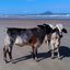 Vacas aproveitam solzinho de outono e passeiam em praia do litoral de SP