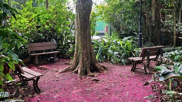 Jambeiro do Orquidário de Santos