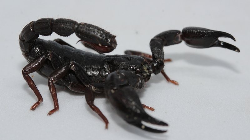 Veneno de escorpião da Amazônia pode ajudar a tratar câncer de mama