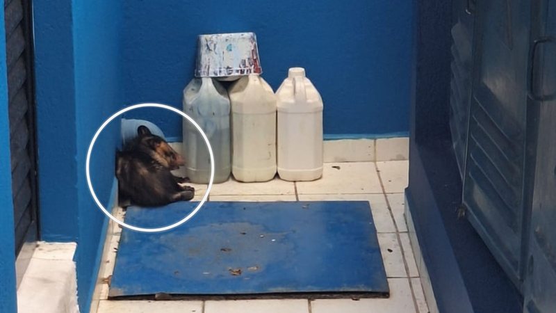 gambá dormindo dentro de escola de são sebastião