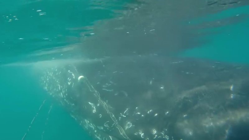 Baleia jubarte enrosca em rede de pesca e é salva pela 2ª vez em uma semana no litoral SP