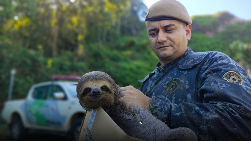 Bicho-preguiça é salvo após cena incomum no litoral norte