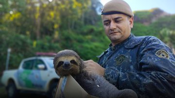 Bicho-preguiça é salvo após cena incomum no litoral norte