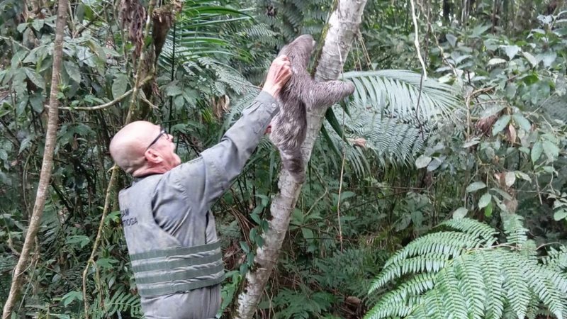 Bicho-preguiça sendo devolvido ao habitat