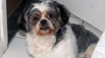 Cachorro