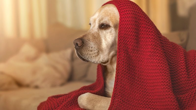 Cachorro com cobertor vermelho