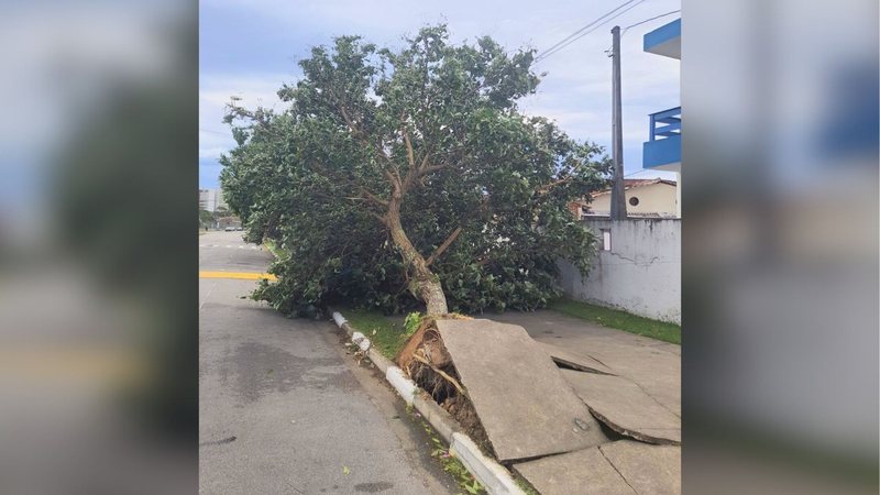 Ciclone ou ventania? Escala explica os estragos causados pelos ventos