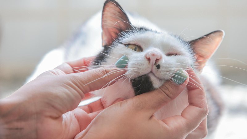 Gato para adoção em Praia Grande