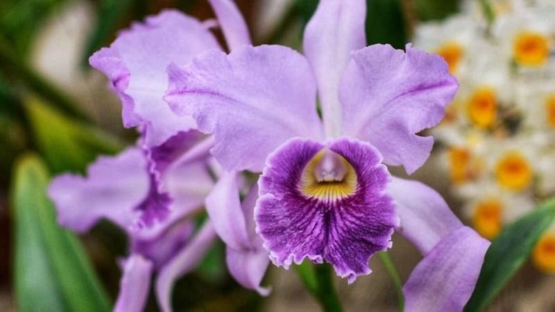 Orquídea roxa