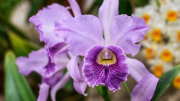 Orquídea roxa