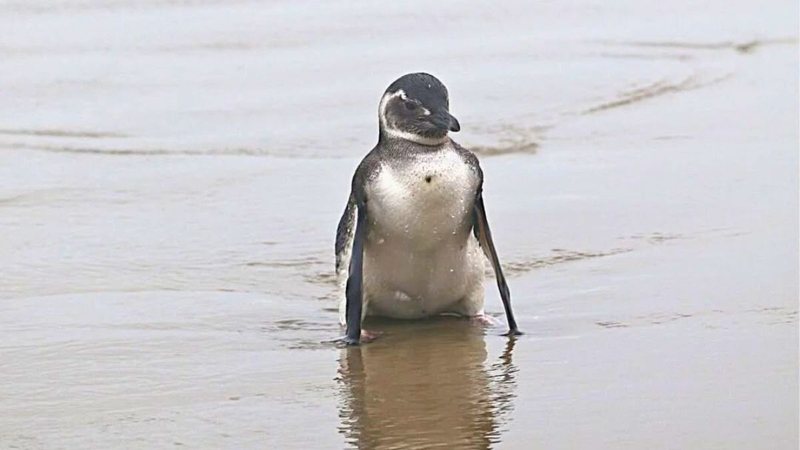 Pinguim na praia