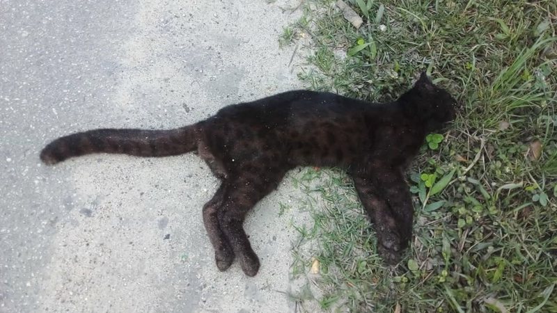 Gato-do-mato-do-sul melânico é encontrado morto às margens de rodovia do litoral de SP