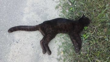 Gato-do-mato-do-sul melânico é encontrado morto às margens de rodovia do litoral de SP