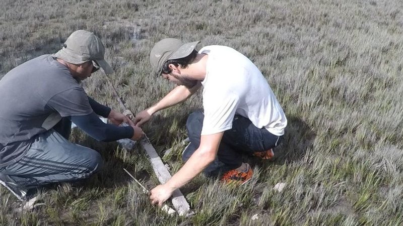 Nova descoberta indica  por que manguezais retêm tanto carbono