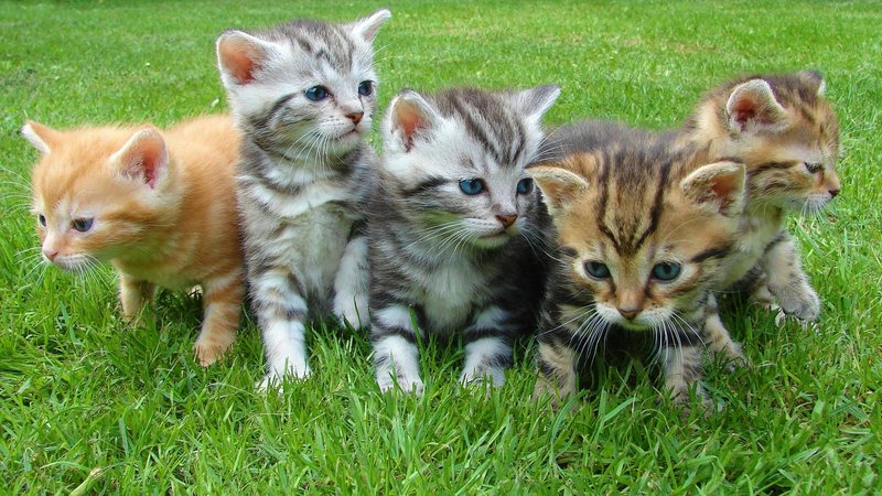 nova-lei-proibe-testes-de-animais-em-cosmeticos-veja-o-que-muda