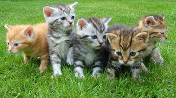 nova-lei-proibe-testes-de-animais-em-cosmeticos-veja-o-que-muda