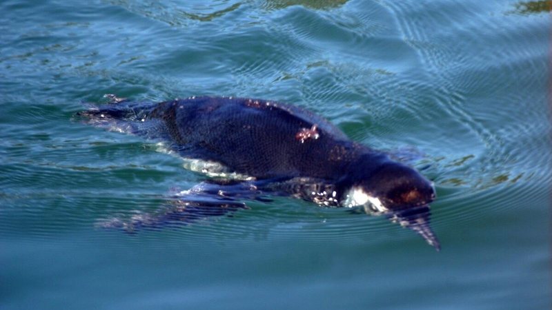 Litoral norte registra alta mortandade de pinguins após longa viagem de 2.000km
