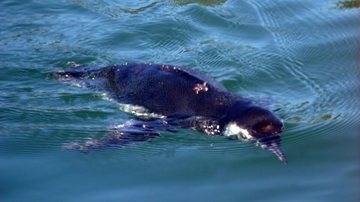 Litoral norte registra alta mortandade de pinguins após longa viagem de 2.000km