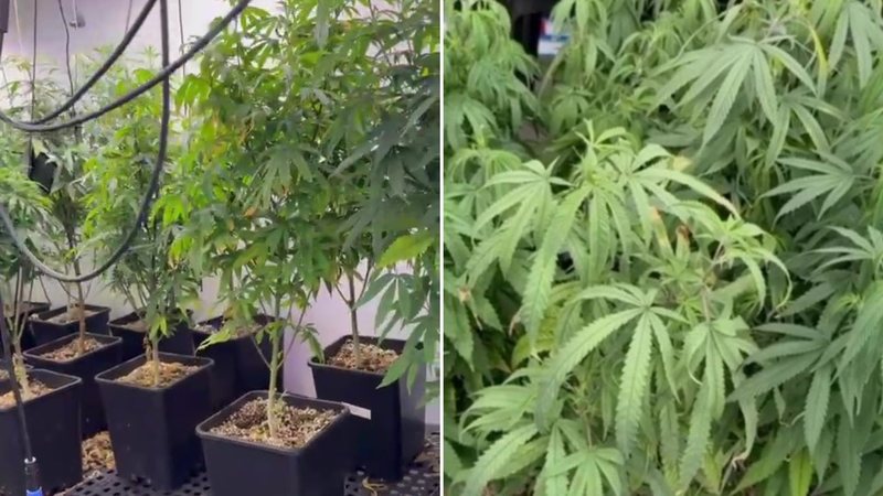 Polícia encontra estufa de maconha em Santos e responsável diz que a erva era para a avó