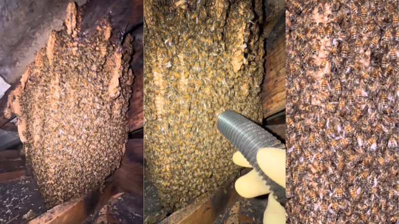 Remanejo de colmeia em Guarujá