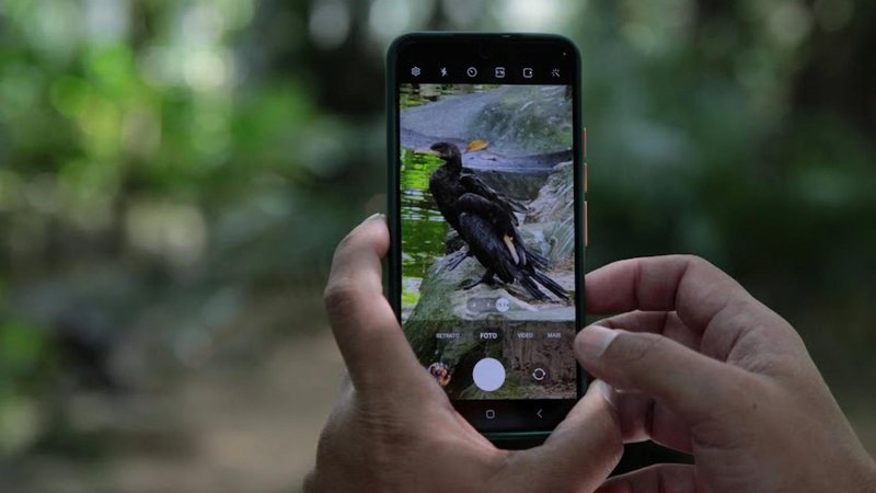 Rota em cidade do litoral de SP ajuda a identificar aves por painéis e site