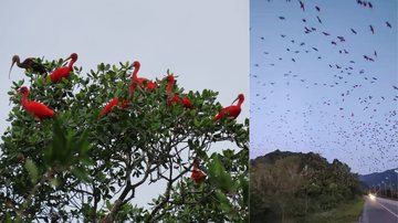 Espetáculo no céu: aves vermelhas sobrevoam cidade do litoral de SP em revoadas