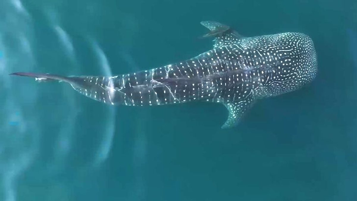 Maior peixe do mundo foi visto mais de 20 vezes no litoral norte de SP ...