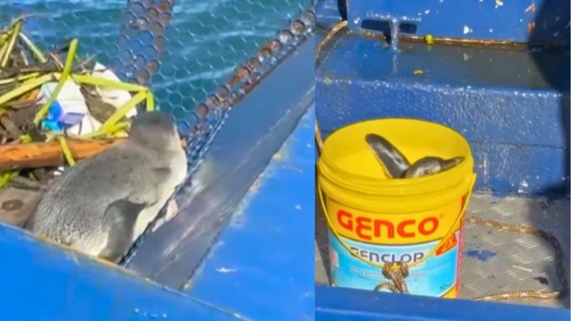 Vídeo mostra resgate de pinguim sujo de óleo no canal do Porto de Santos