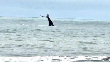 Baleia em Praia Grande