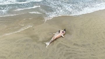 Baleia-jubarte de 10 metros é encontrada morta em praia do litoral de SP