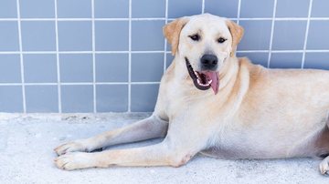 Bertioga promove palestra contra maus-tratos a animais neste sábado