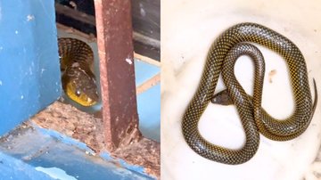Cobra em casa de Guarujá