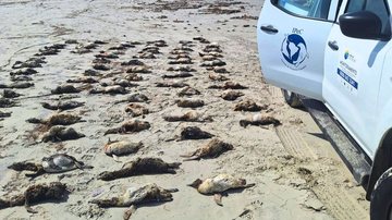 Pinguins mortos