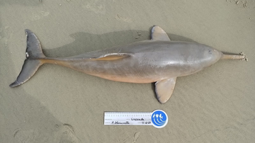 filhote-de-golfinho-e-encontrado-morto-em-praia-do-guaruja