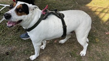 Ilhabela recebe atendimento veterinário gratuito para pets nesta quarta (13)