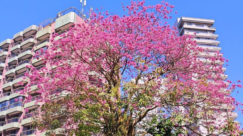 Cara de inverno ou de praia? Veja como será o clima em agosto no litoral de SP