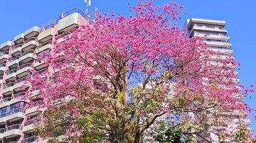 Ipê rosa em Praia Grande