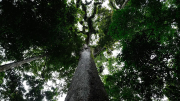 lei-do-licenciamento-ambiental-e-sancionada-com-63-vetos-veja-principais-pontos