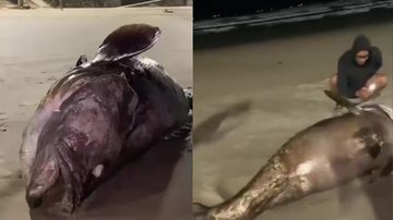 Peixe gigante ameaçado de extinção é encontrado morto em praia do litoral de SP
